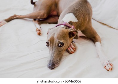 Italian greyhound  laying on the bed