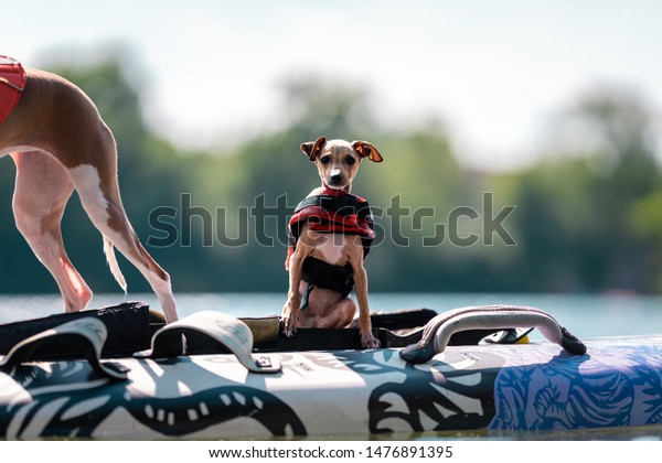 greyhound life jacket