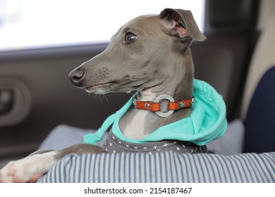 Italian Greyhound Puppy Sitting In The Back Seat Of A Car