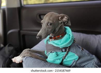 Italian Greyhound Puppy Sitting In The Back Seat Of A Car