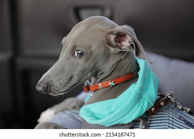 Italian Greyhound Puppy Sitting In The Back Seat Of A Car