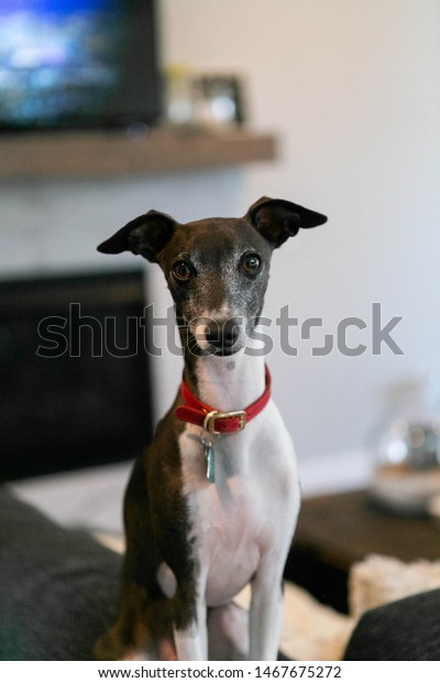 Italian Greyhound Sitting On Couch Living Stock Photo Edit Now