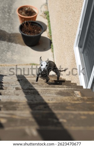 Italian greyhound is waiting for the owner comoing down