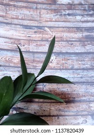 Italian Leaves Ruscus On Wooden Background 