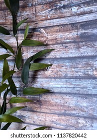 Italian Leaves Ruscus On Wooden Background 