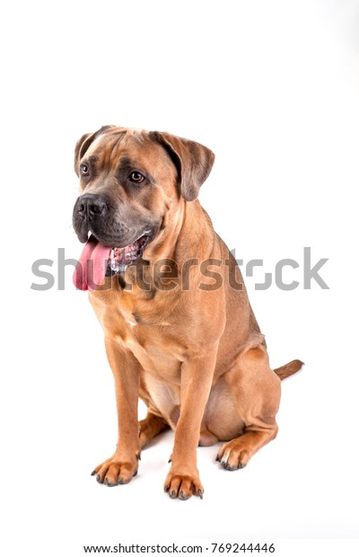 79+ Mastiff Cane Corso Mastiff Dog Breeds