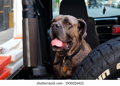 Italian Mastiff Cane Corso Sitting At The Back Of A Car Facing Camera