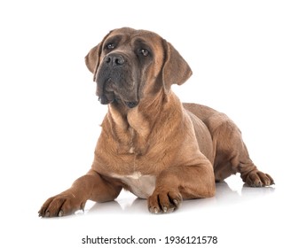 italian mastiff in front of white background