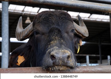 Italian Mediterranean Buffalo Feeds By Extending Stock Photo 1388448749 ...