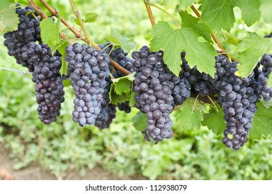 Italian Nebbiolo Red Wine Grapes