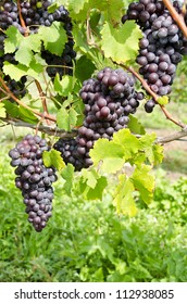 Italian Nebbiolo Red Wine Grapes