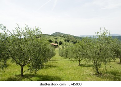 4,114 Italian Orchard Images, Stock Photos & Vectors | Shutterstock