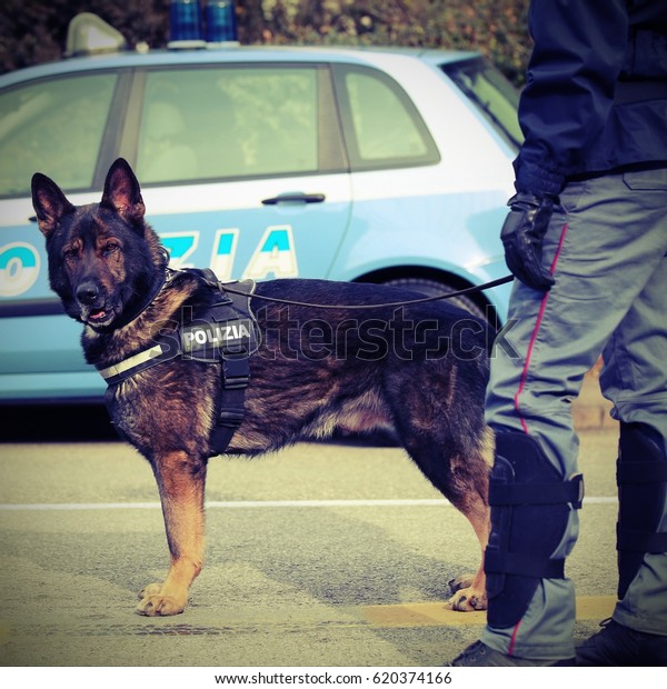 Italian police dog\
while patrolling the city streets before the football game to\
prevent terrorist\
attacks