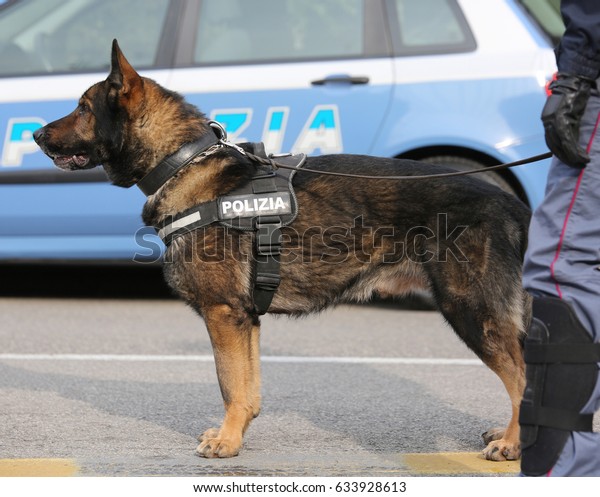 Italian police dog\
while patrolling the city streets before the football game to\
prevent terrorist\
attacks