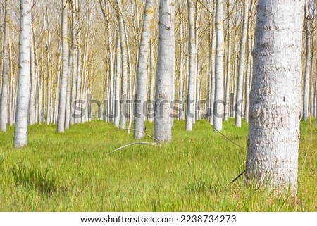 Italian poplar tree cultivation with trees and green grass. These trees are the fastest growing tree (Tuscany - Italy)