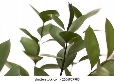 Italian Ruscus On White Background