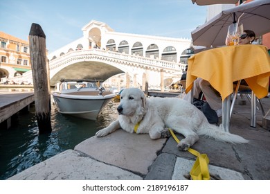 Italian Sheepdog Resting With Woman At Outdoor Cafe Near Grand Canal In Venice. Maremmano - Abruzzese Shepherd Dog