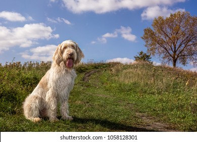 are spinone italiano noisy