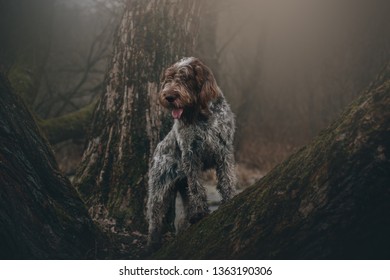 are spinone italiano noisy