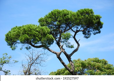 Italian Stone Pine (Pinus Pinea)