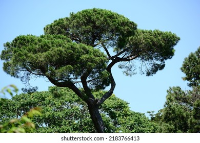 Italian stone pine (Pinus pinea) in the park