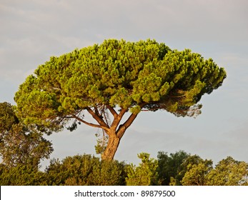 Italian Stone Pine (Pinus Pinea)