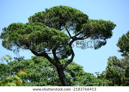 Italian stone pine (Pinus pinea) in the park