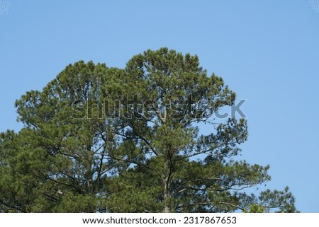 Italian tone pine or Pinus pinea