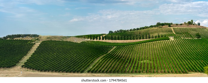 Italian vineyard in Abruzzo. The wine is Montepulciano D'Abruzzo.