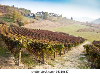 Italian Vineyard Of Barbera During Autumn Season