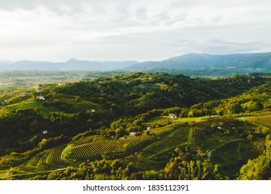 Italian vineyard hills countryside at sunset, Savorgnano del Torre, Udine Province, Friuli Venezia Giulia, Italy