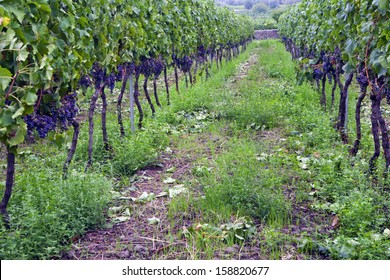  Italian Vineyard -  Sicily