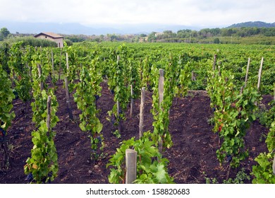  Italian Vineyard -  Sicily