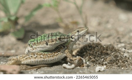 Italian wall lizard (Podarcis siculus) male courting a female for mating