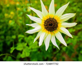 Italian White(sunflower)