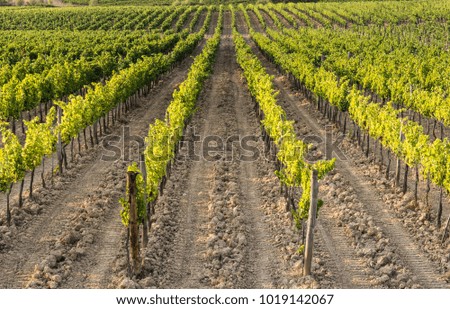 Similar – Image, Stock Photo Tuscany is the most beautiful place in Europe and most visited by tourists. The landscape has the most wonderful shape of the area.