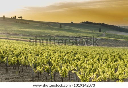 Similar – Image, Stock Photo Tuscany is the most beautiful place in Europe and most visited by tourists. The landscape has the most wonderful shape of the area.