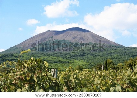 Italian wine landscape with Mount Vesuvius in the background, Campania, Italy