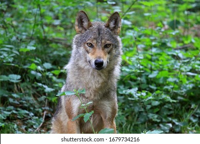 33,322 Green Wolf Images, Stock Photos & Vectors | Shutterstock