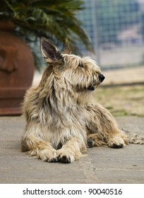 Italy, Berger Picard Dog