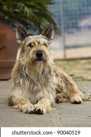 Italy, Berger Picard Dog