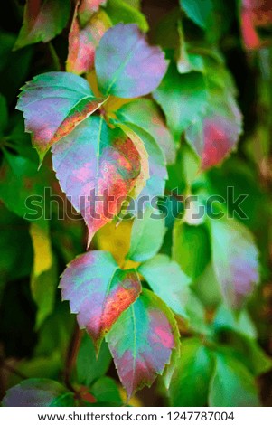 Similar – Foto Bild Die Blätter im Herbst werden gelb.