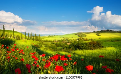 Naturlandschaft mit roten Mohnblumen und Zypressen auf dem Bergweg 