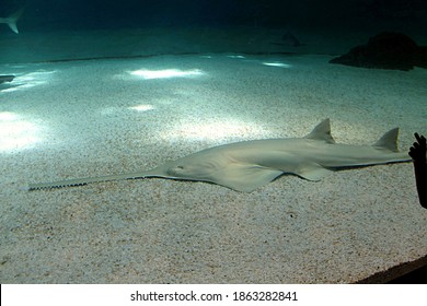 
Italy, Genoa - June 2011: Aquarium. The Long-nosed Saw Shark (Pristiophorus Cirratus Latham) Is A Shark Of The Pristiophoridae Family.