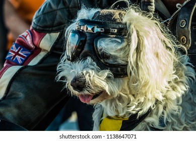 Italy, July 2018 - Biker of Harley Davidson and his dog on display at the Pesaro port