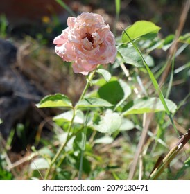 Italy, Lazio, Countryside, Pink Rose