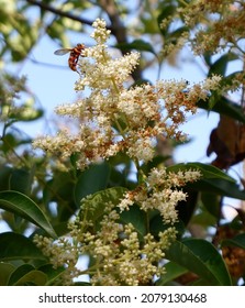 Italy, Lazio, Countryside,bee, White Flower