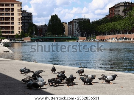 Italy, Milan: Pigeons on the dock of the Naviglio.
