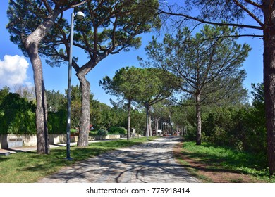 Italy, Naples, Posillipo, Virgiliano Park. Tree-lined inner avenue with pines. - Shutterstock ID 775918414