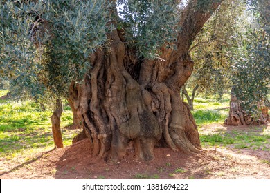Italy, Ostuni, ancient olive trees in the characteristic Apulian countryside